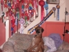 rhodesian_ridgeback_louis_102.jpg